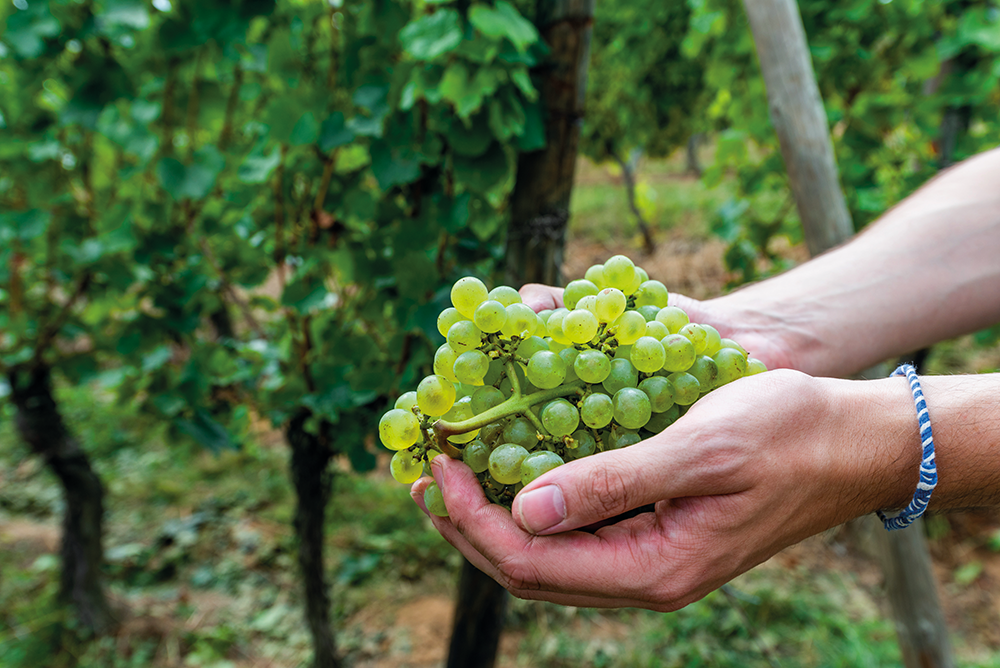 tour des vignerons metz